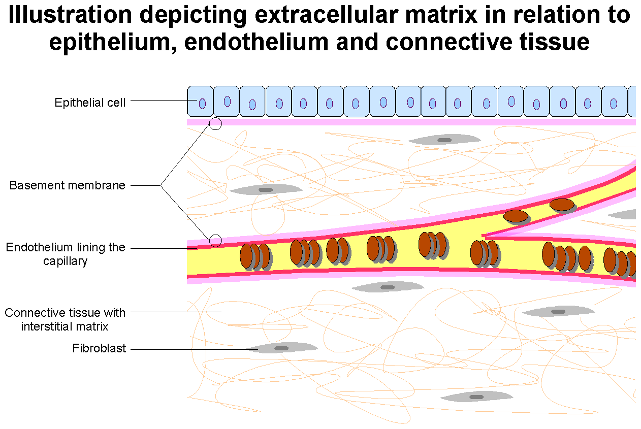 Extracellular_Matrix.png