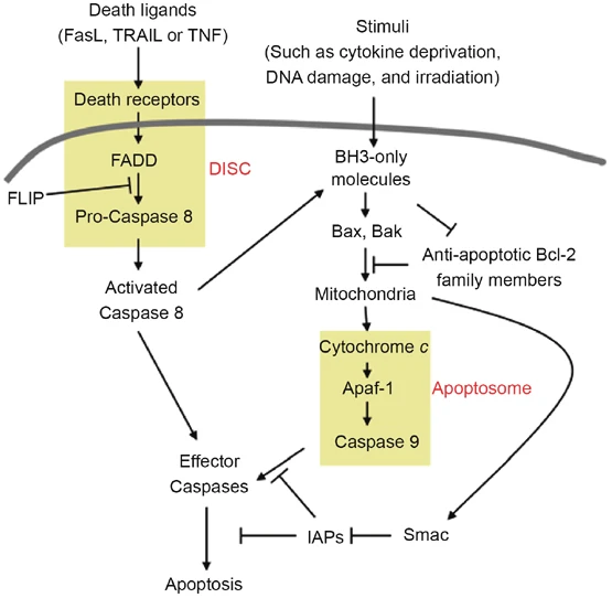 41422_2007_Article_BFcr200752_Fig1_HTML.jpg