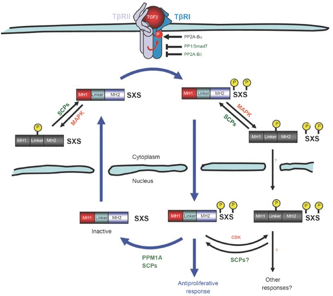 41422_2009_Article_BFcr2008327_Fig1_HTML.jpg