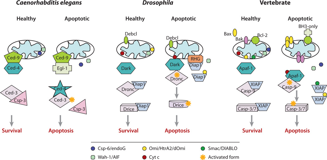 Mitochondrial Control of Apoptosis.jpg