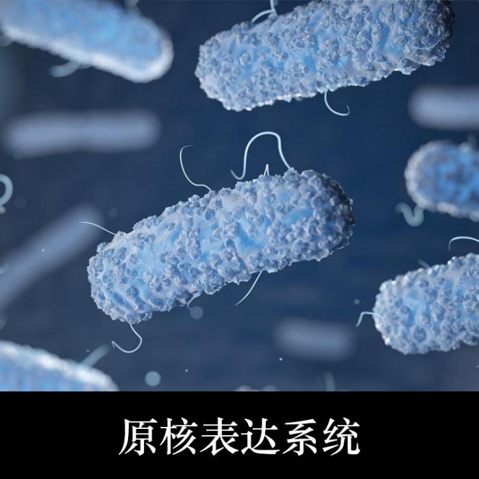 原核表达系统