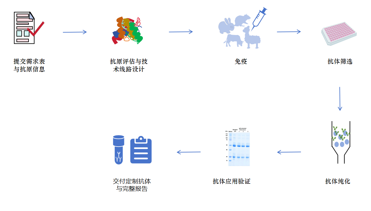 抗体定制服务流程.png