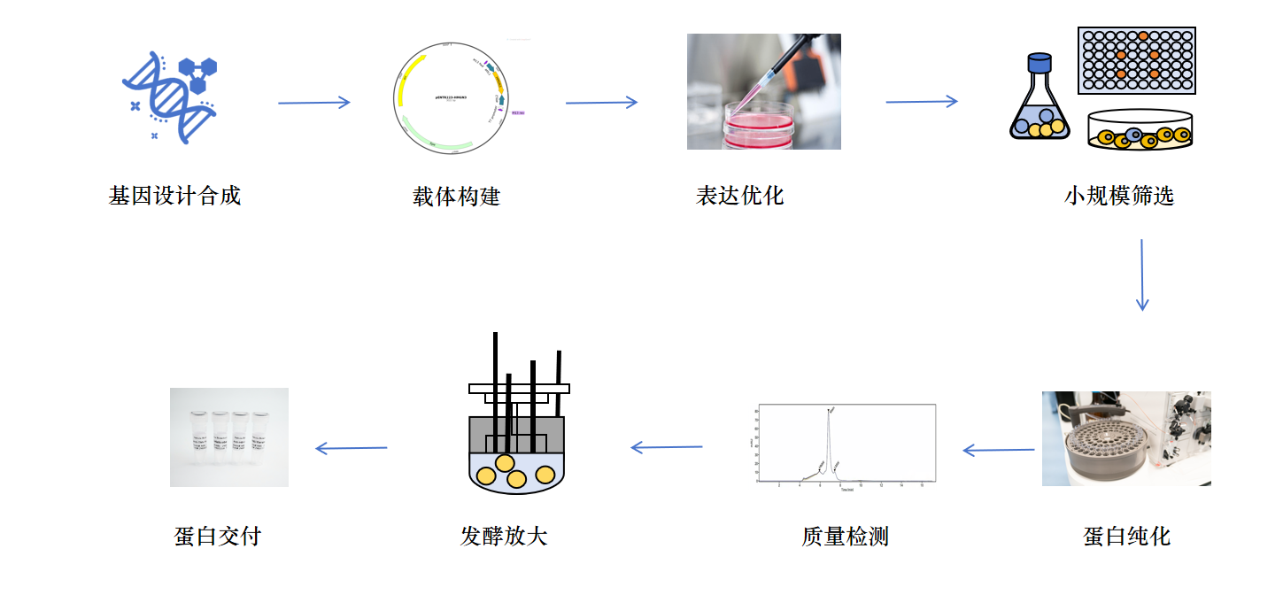 原核蛋白表达服务.png