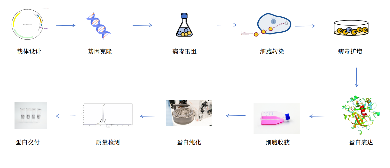 昆虫细胞蛋白表达