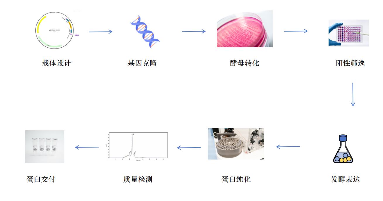 酵母表达蛋白服务流程