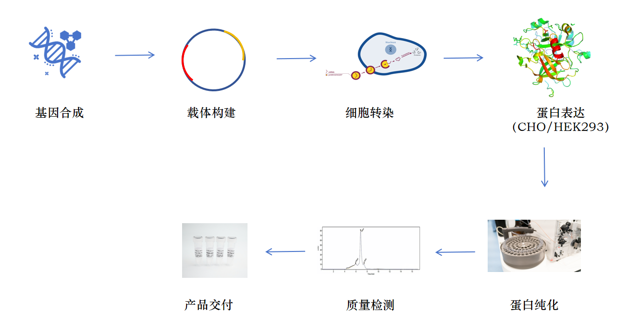 重组抗体表达服务流程