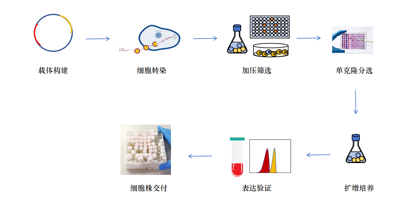 稳定细胞系构建服务流程