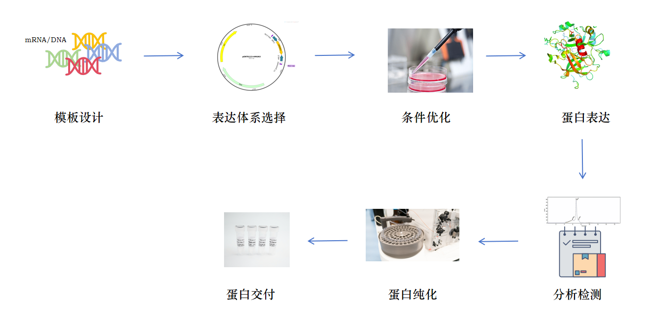无细胞表达服务流程