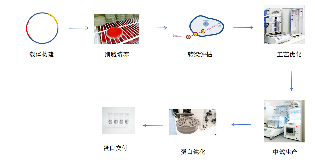 无血清蛋白表达服务流程