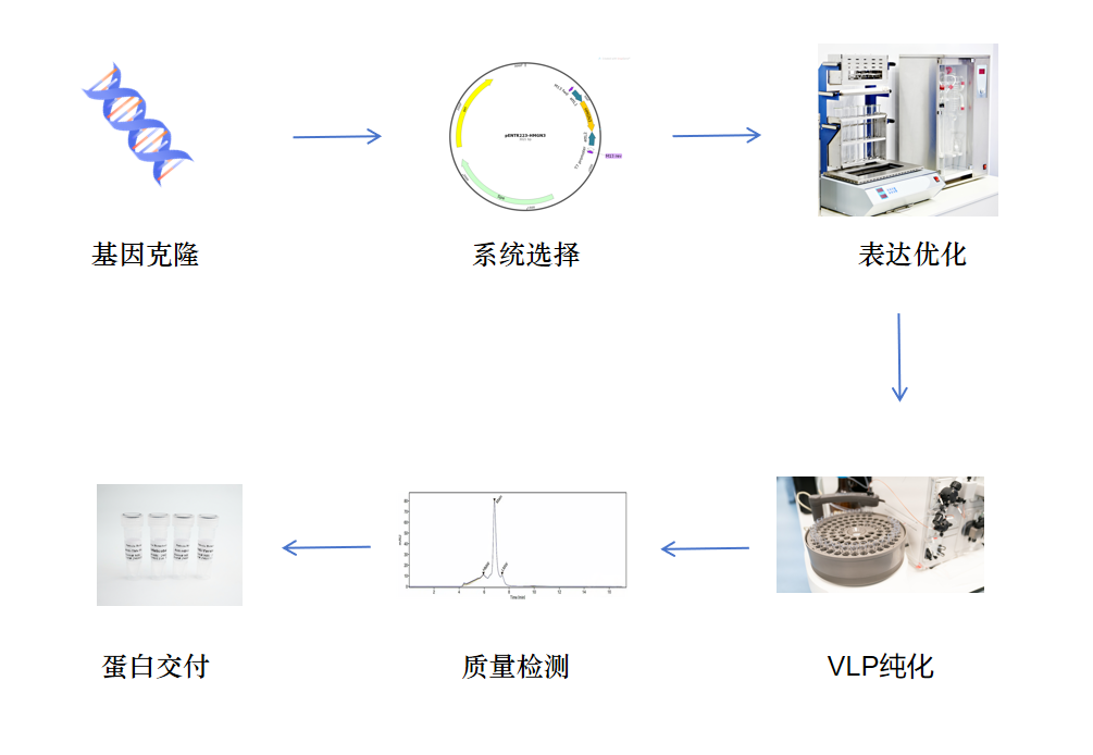 VLP蛋白表达服务流程