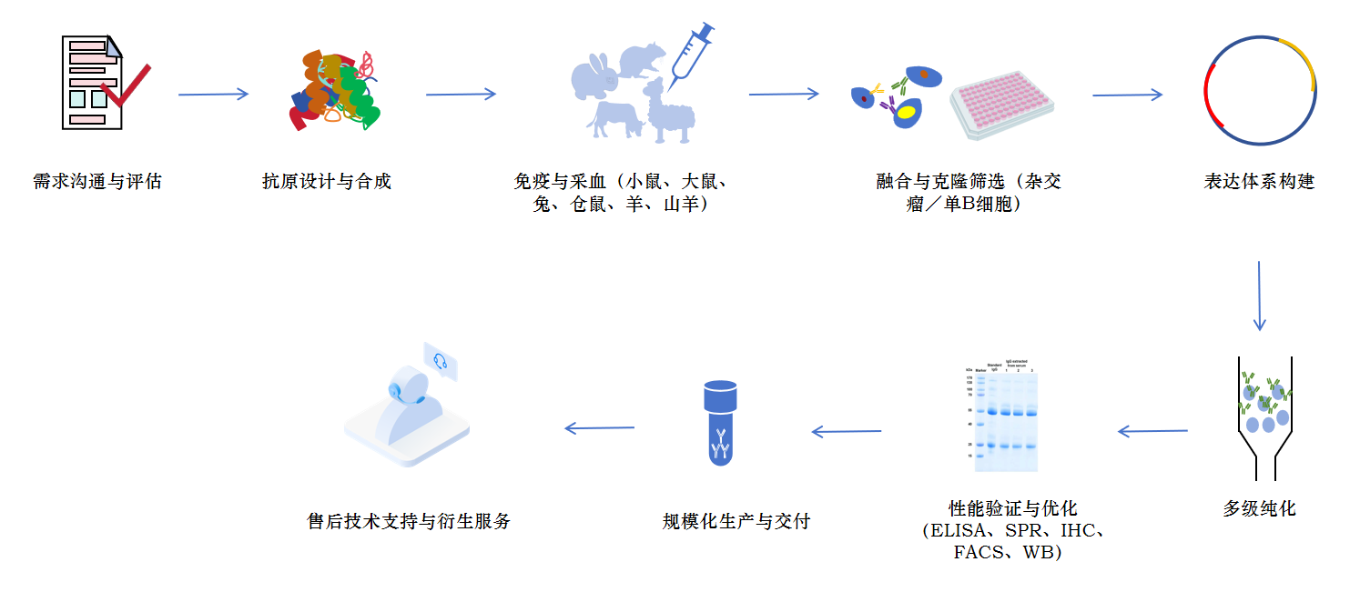 单克隆抗体制备服务流程