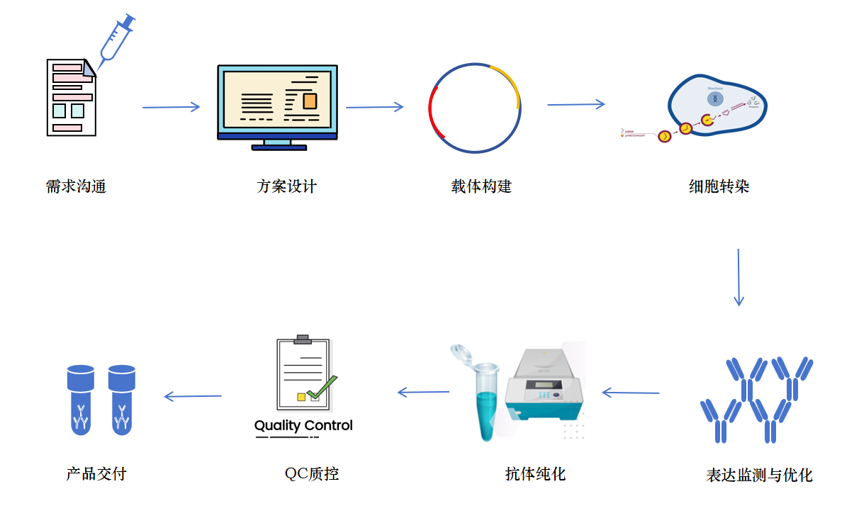 抗体表达与纯化服务流程.png
