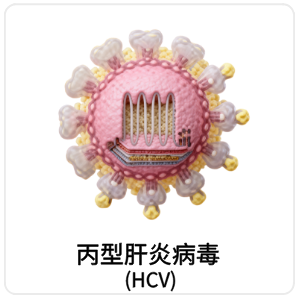 丙型肝炎病毒 (HCV)