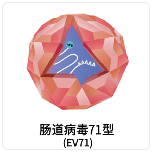 肠道病毒71型 (EV71)