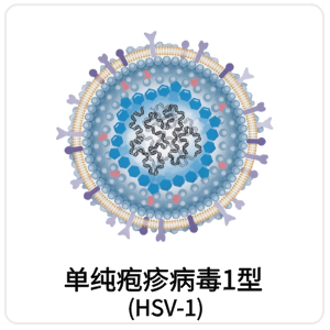 单纯疱疹病毒1型 (HSV-1)