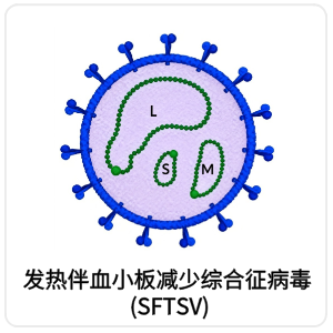 发热伴血小板减少综合征病毒 (SFTSV)