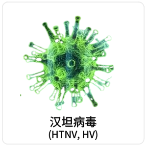 汉坦病毒(HTNV, HV)
