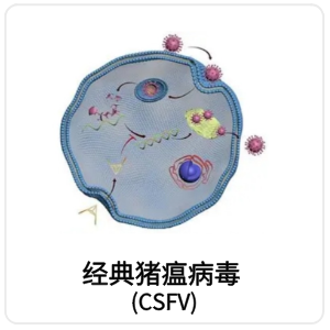 经典猪瘟病毒 (CSFV)