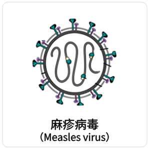 麻疹病毒（Measles virus）