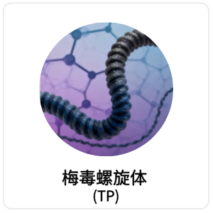 梅毒螺旋体 (TP)