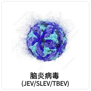 脑炎病毒 (JEV/SLEV/TBEV)
