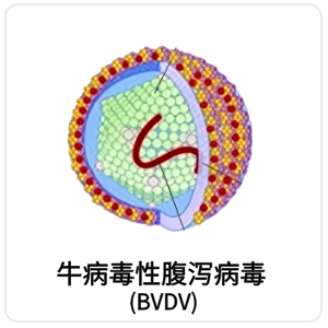 牛病毒性腹泻病毒 (BVDV)