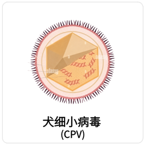 犬细小病毒（CPV）