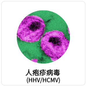 人疱疹病毒 (HHV/HCMV)