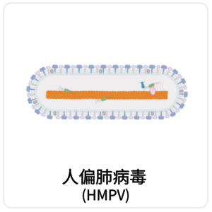 人偏肺病毒 (HMPV)