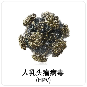 人乳头瘤病毒 (HPV)