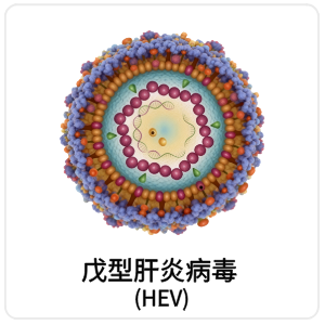 戊型肝炎病毒 (HEV)