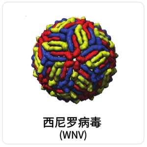 西尼罗病毒 (WNV)