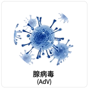 腺病毒 (AdV)