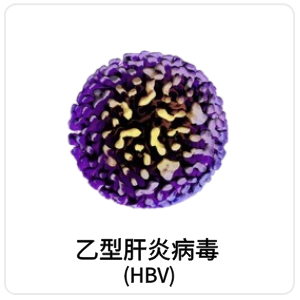乙型肝炎病毒 (HBV)