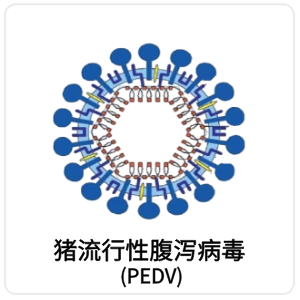 猪流行性腹泻病毒 (PEDV)