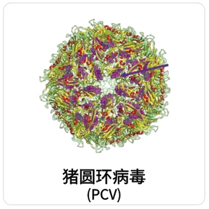 猪圆环病毒 (PCV)