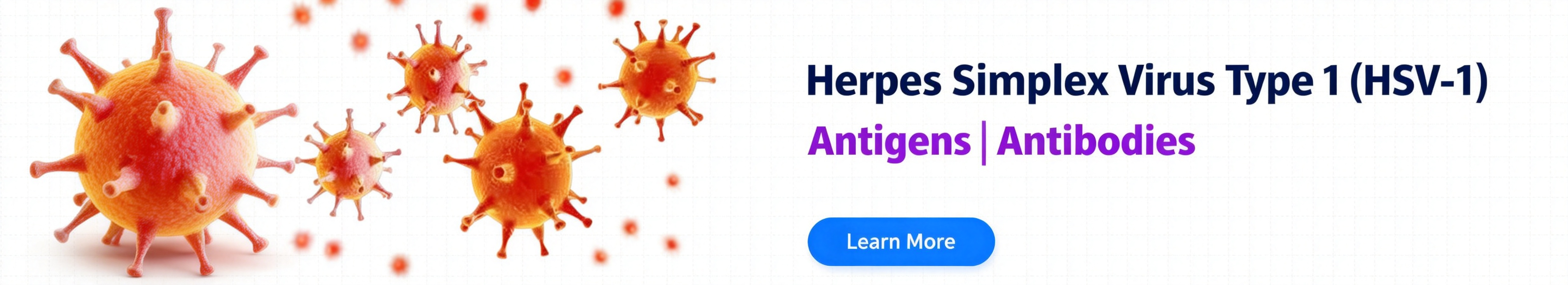 单纯疱疹病毒1型 (HSV-1)