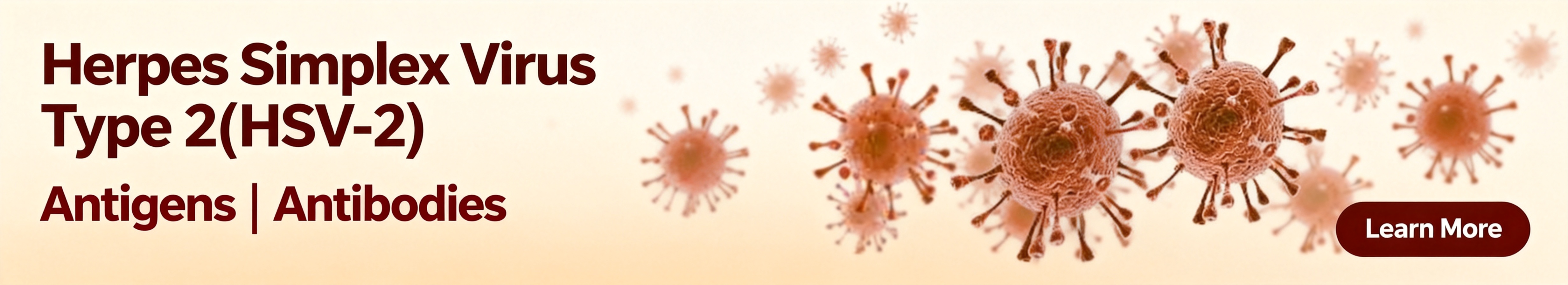 单纯疱疹病毒2型 (HSV-2)