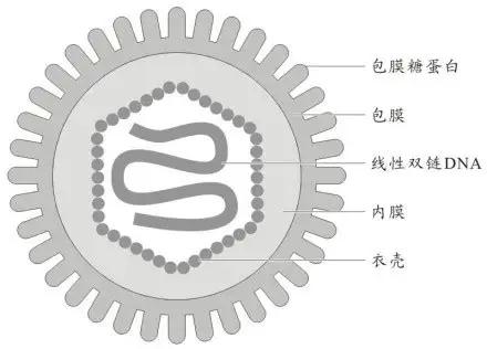 单纯疱疹病毒2型