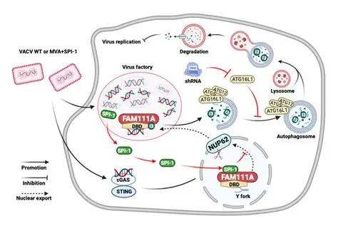痘苗病毒 痘苗病毒