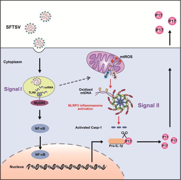 发热伴血小板减少综合征病毒