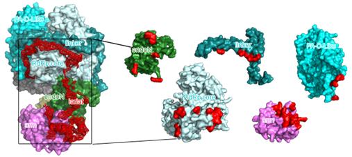 发热伴血小板减少综合征病毒 发热伴血小板减少综合征病毒