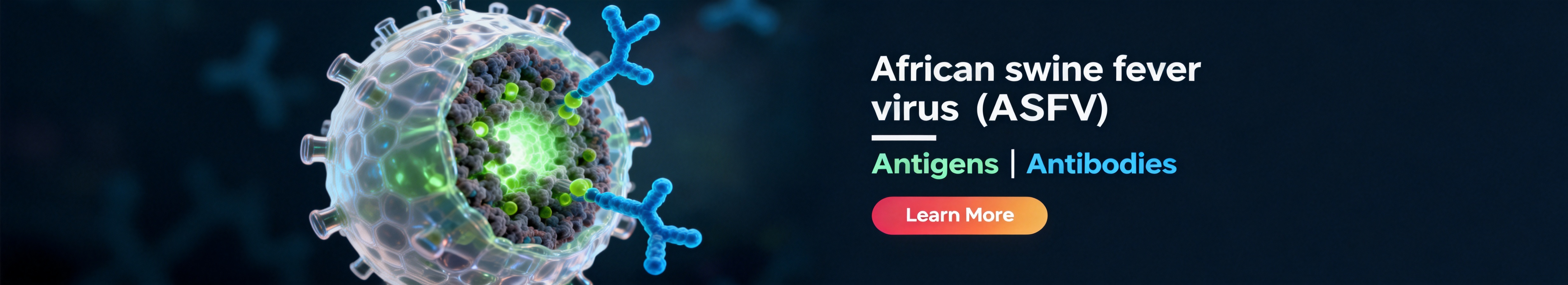 非洲猪瘟病毒 (ASFV)