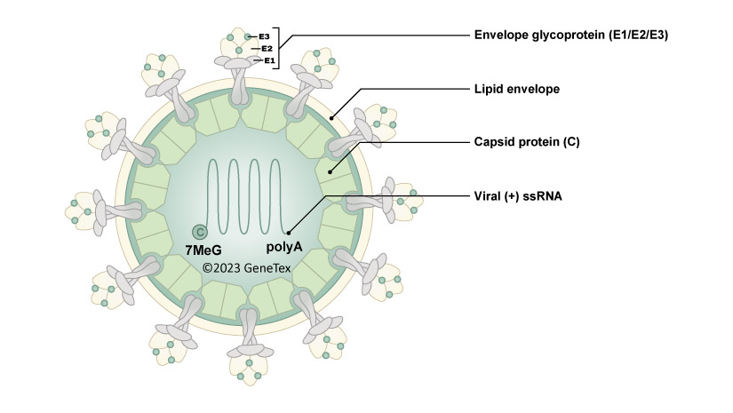 1768881006778108.jpg 图片2.jpg
