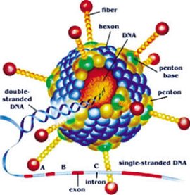 柯萨奇病毒 (CV)