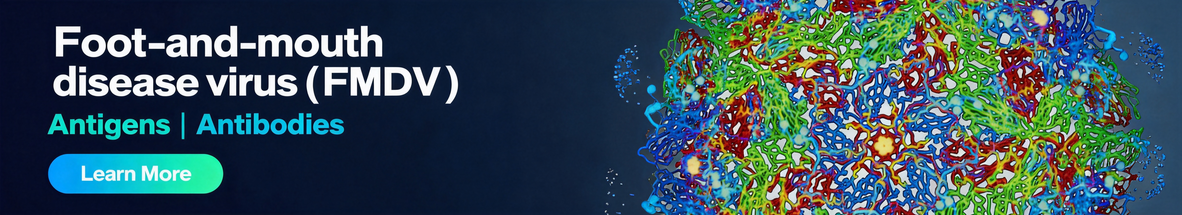 口蹄疫病毒 (FMDV) 口蹄疫病毒 (FMDV)