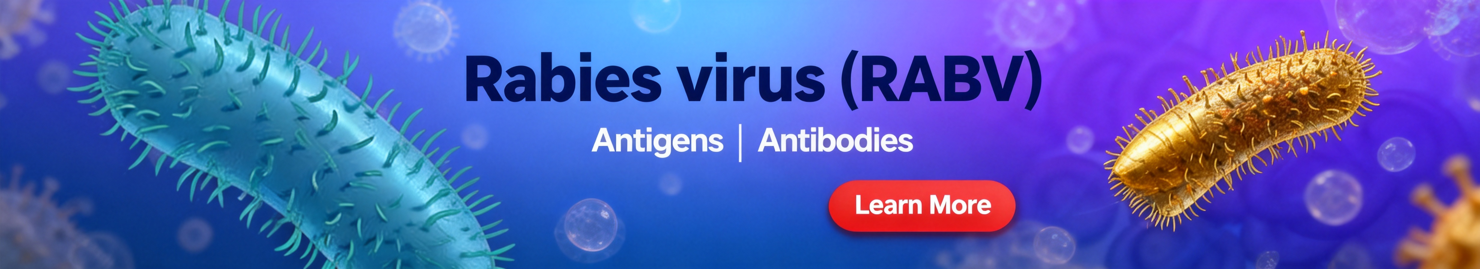 狂犬病毒 (RABV) 狂犬病毒 (RABV)