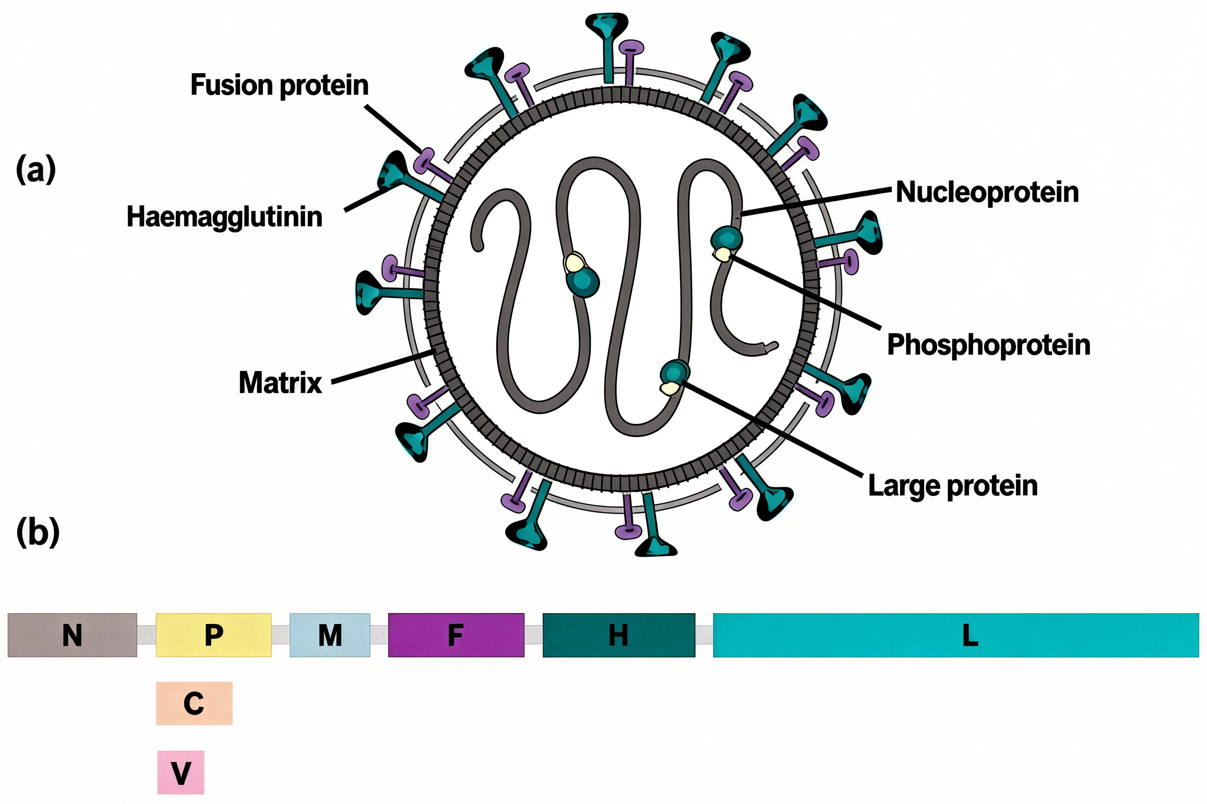麻疹病毒（Measles virus）