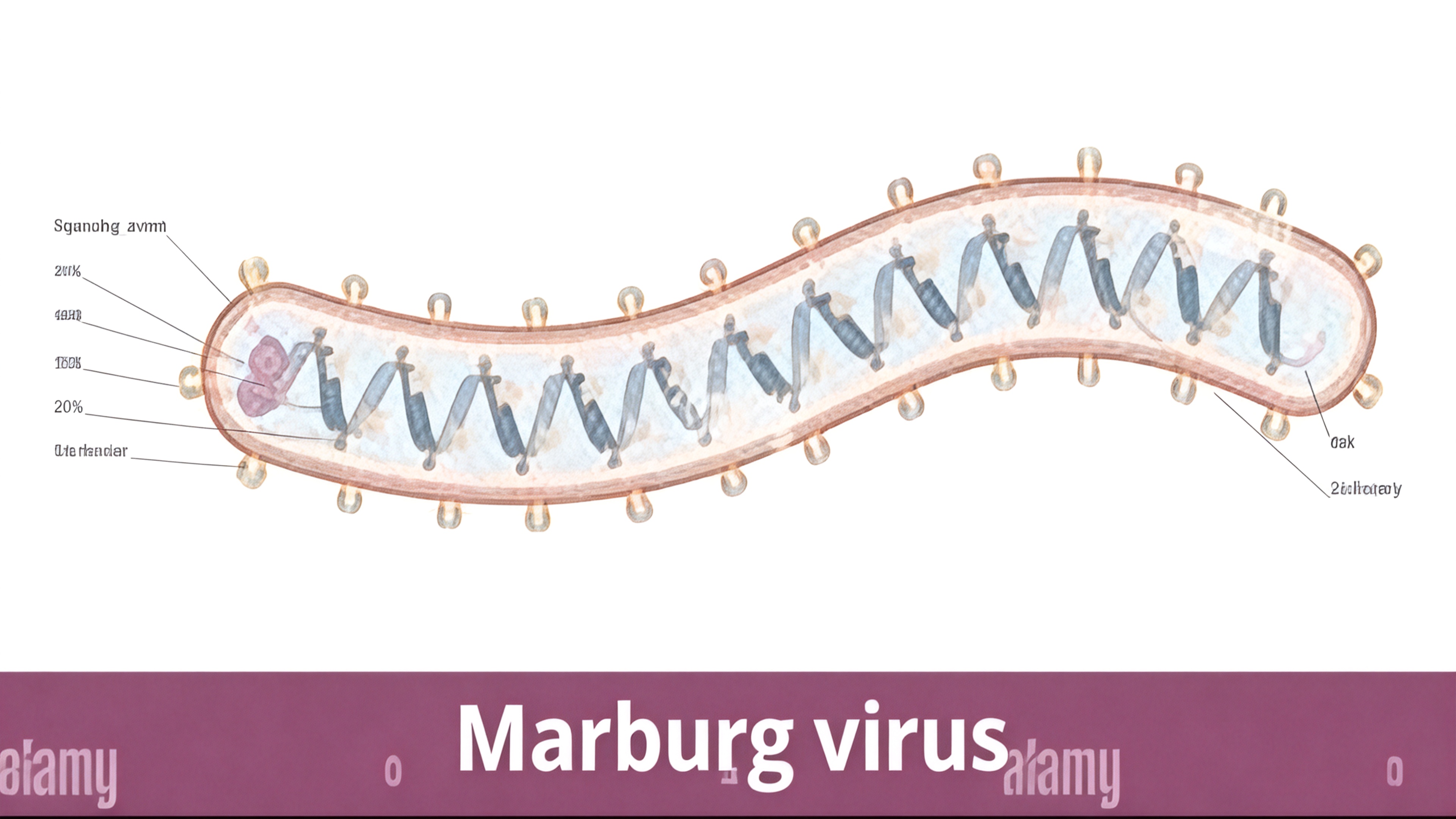 马尔堡病毒 (MARV) 马尔堡病毒 (MARV)