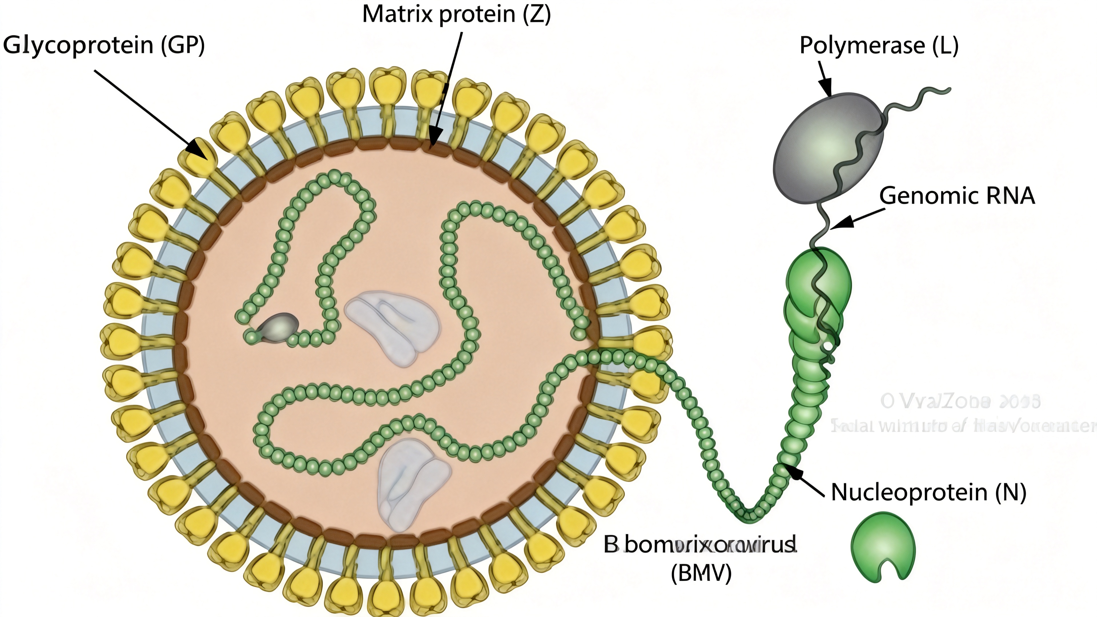 马丘波病毒 (MACV)